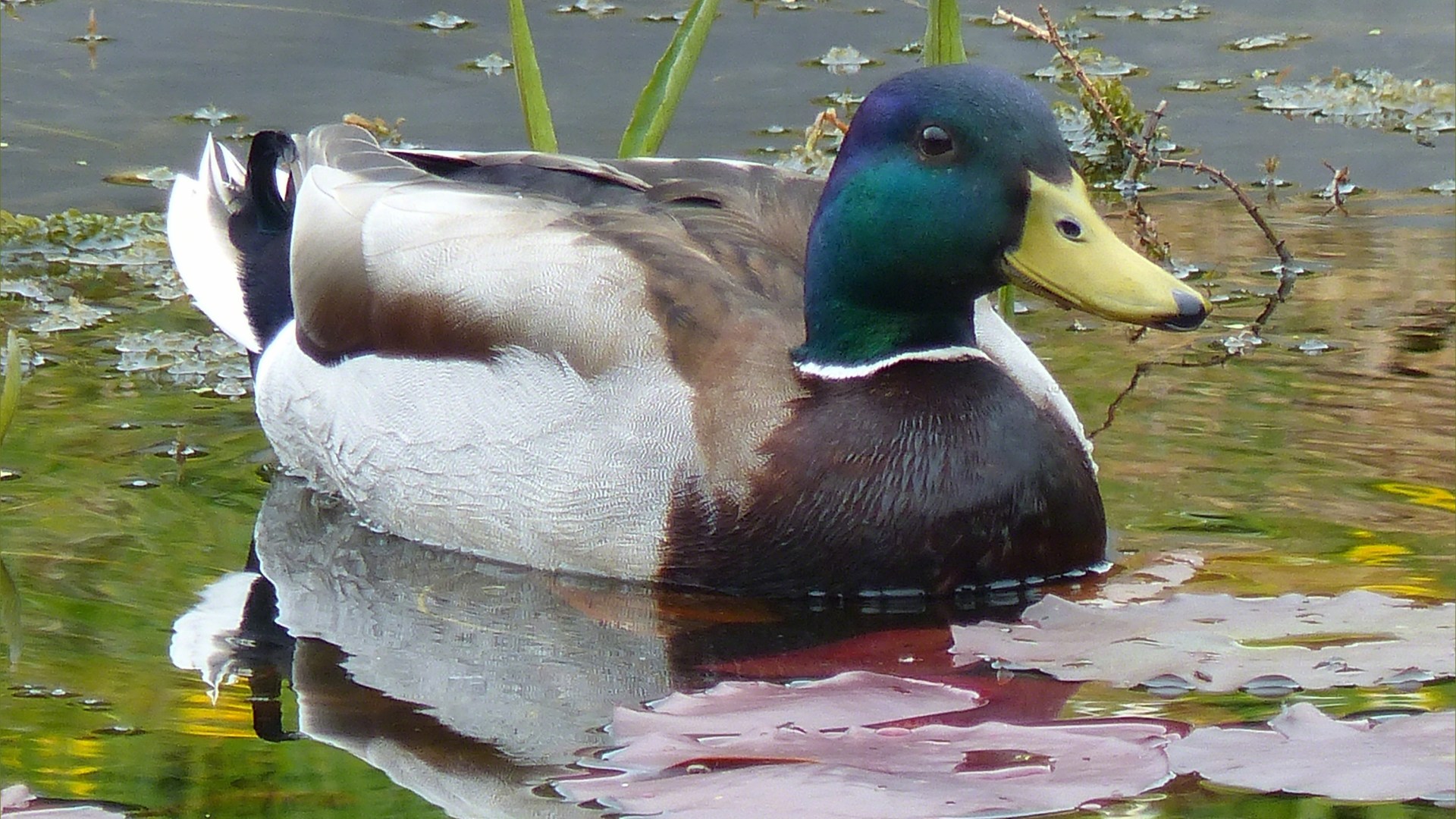 Male Mallard duck on village pond