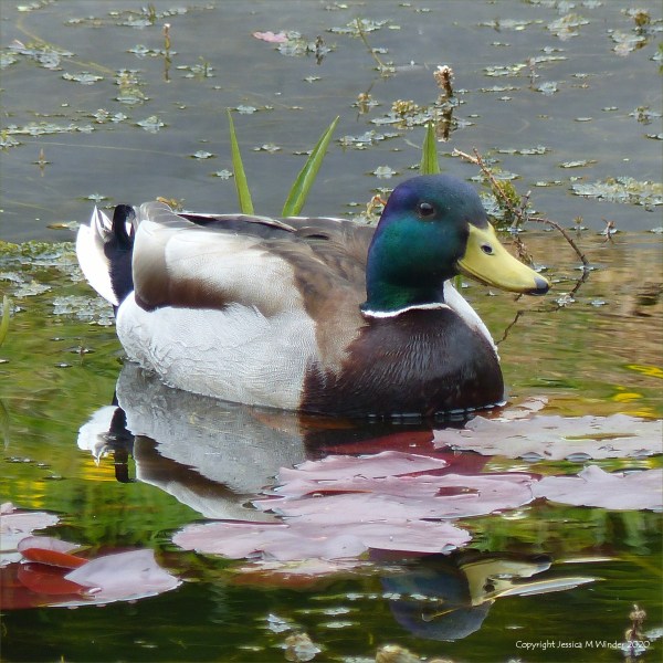 Male Mallard duck on village pond