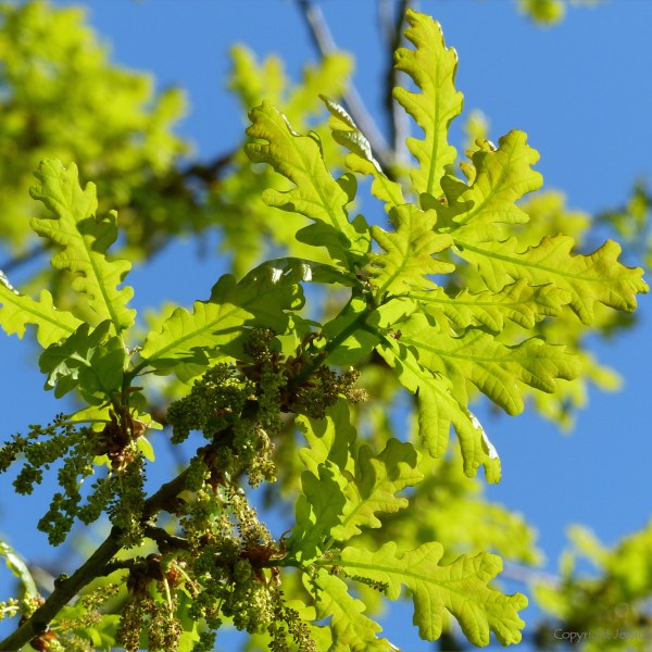 Newly opened oak tree leaves and flowers