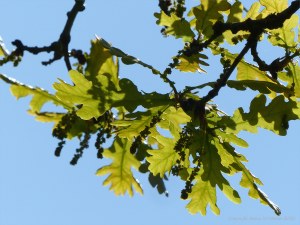 Newly opened oak tree leaves and flowers