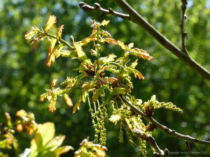 Newly opened oak tree leaves and flowers