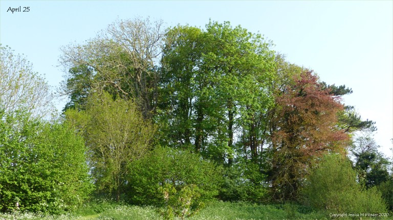 Line of trees April 25 2020