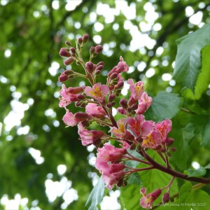 Flowers of the Indian Horse Chestnut tree