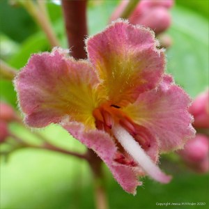 Flowers of the Indian Horse Chestnut tree