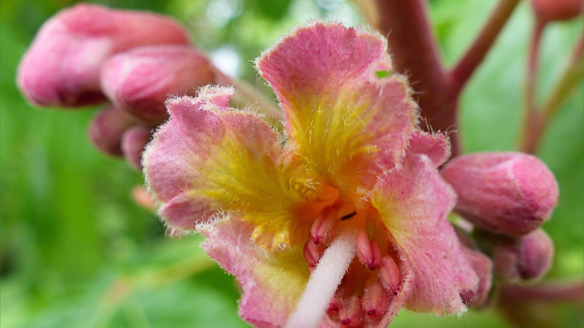 Flowers of the Indian Horse Chestnut tree