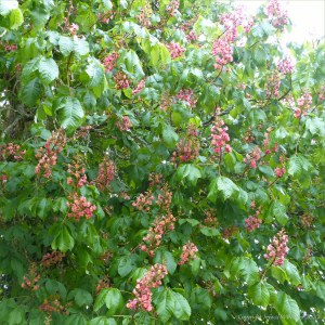 Flowers of the Indian Horse Chestnut tree