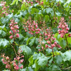 Flowers of the Indian Horse Chestnut tree