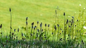 Ribwort Plantain in flower