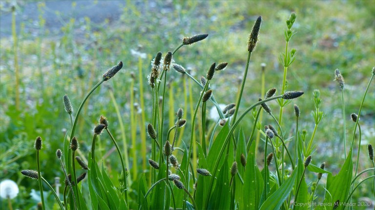 Ribwort Plantain with unopened flowers