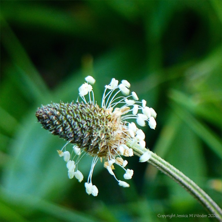 Ribwort Plantain in flower
