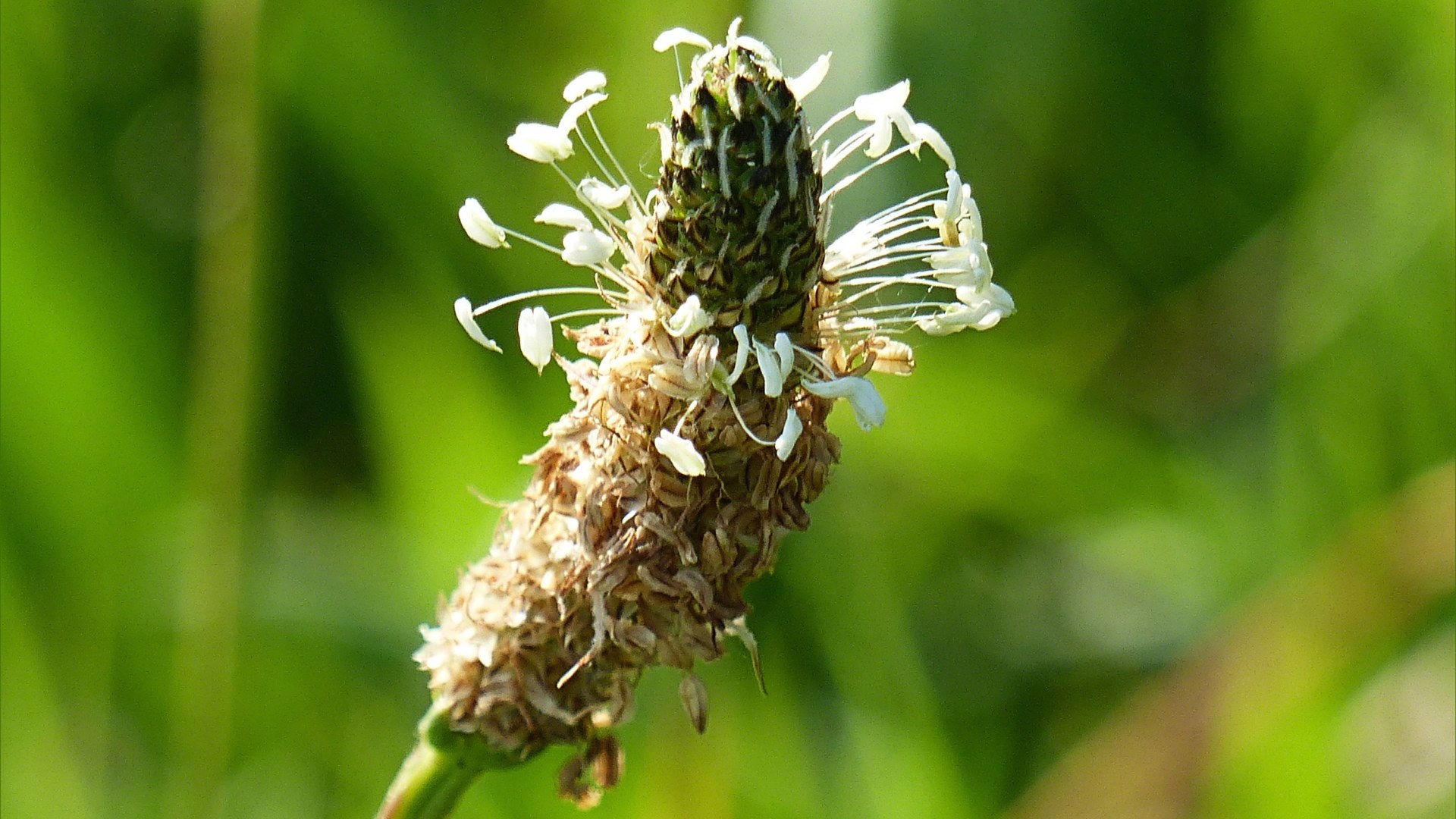 Ribwort Plantain in flower