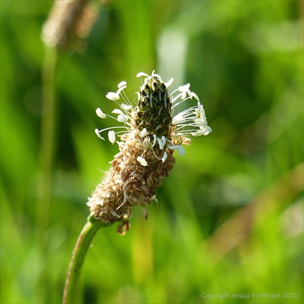 Ribwort Plantain in flower