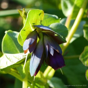 Strange flower at Charlton Down
