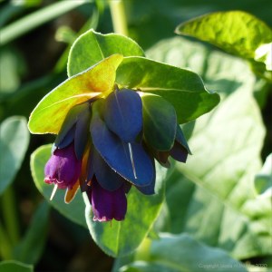Strange flower at Charlton Down