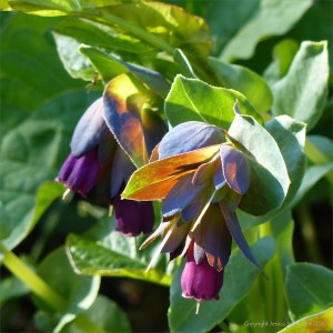 Strange flower at Charlton Down