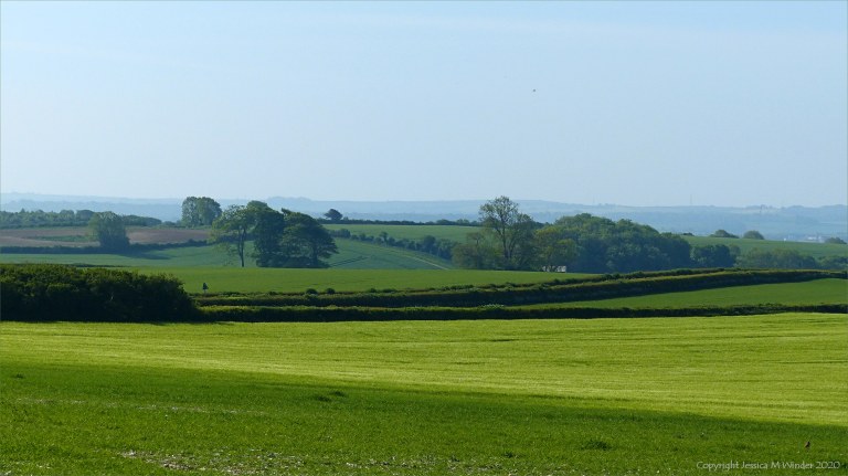 Fields around Charlton Down in Spring