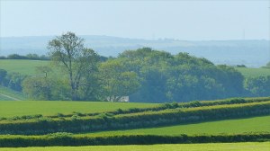 Fields around Charlton Down in Spring