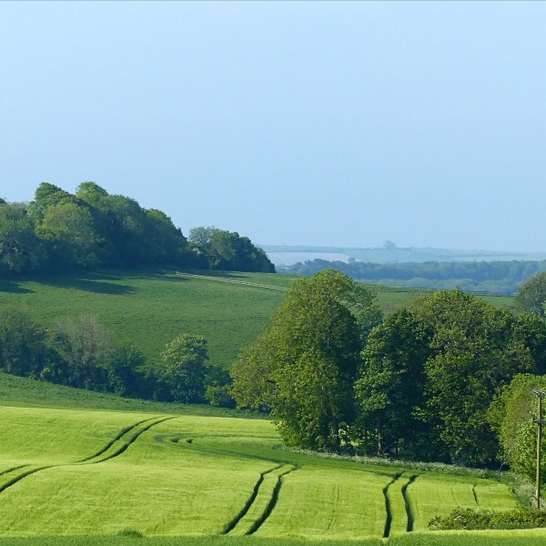 Fields around Charlton Down in Spring