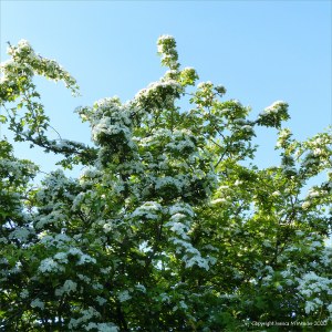 Hawthorn flowers
