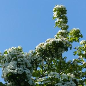 Hawthorn flowers
