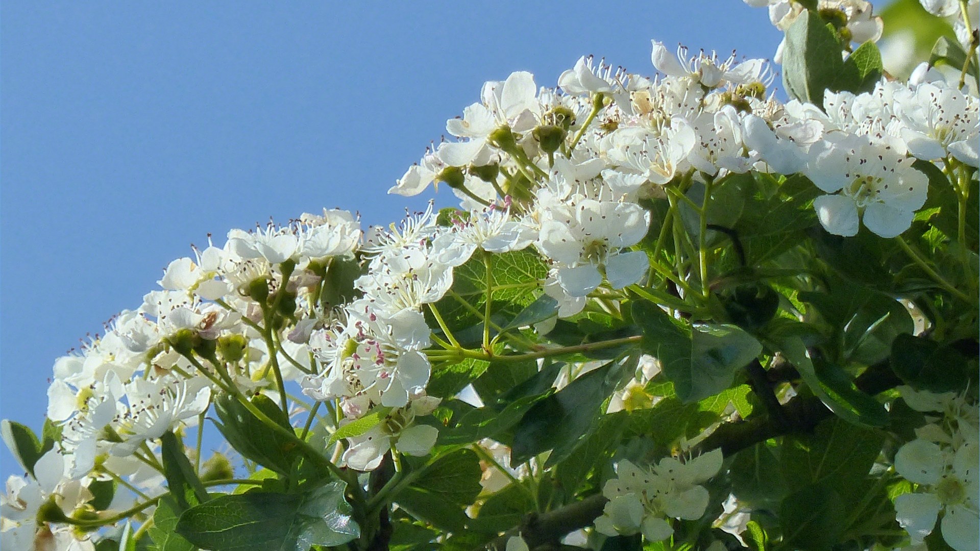 Hawthorn flowers