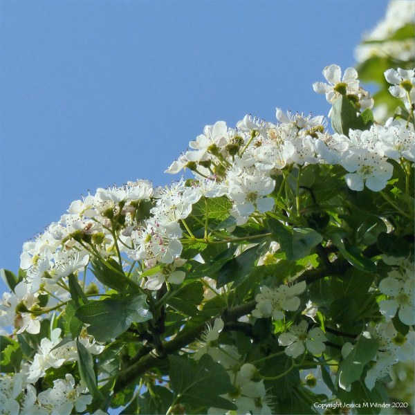 Hawthorn flowers