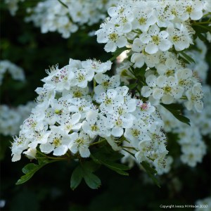 Hawthorn flowers