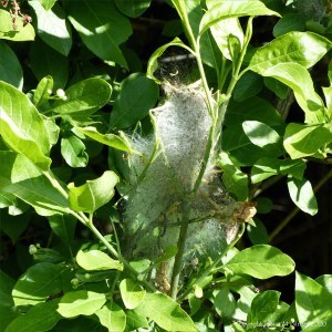 Cobwebs with ermine moth caterpillars