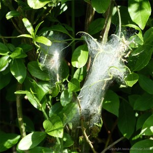 Cobwebs with ermine moth caterpillars