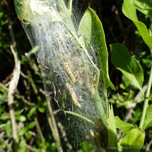 Cobwebs with ermine moth caterpillars