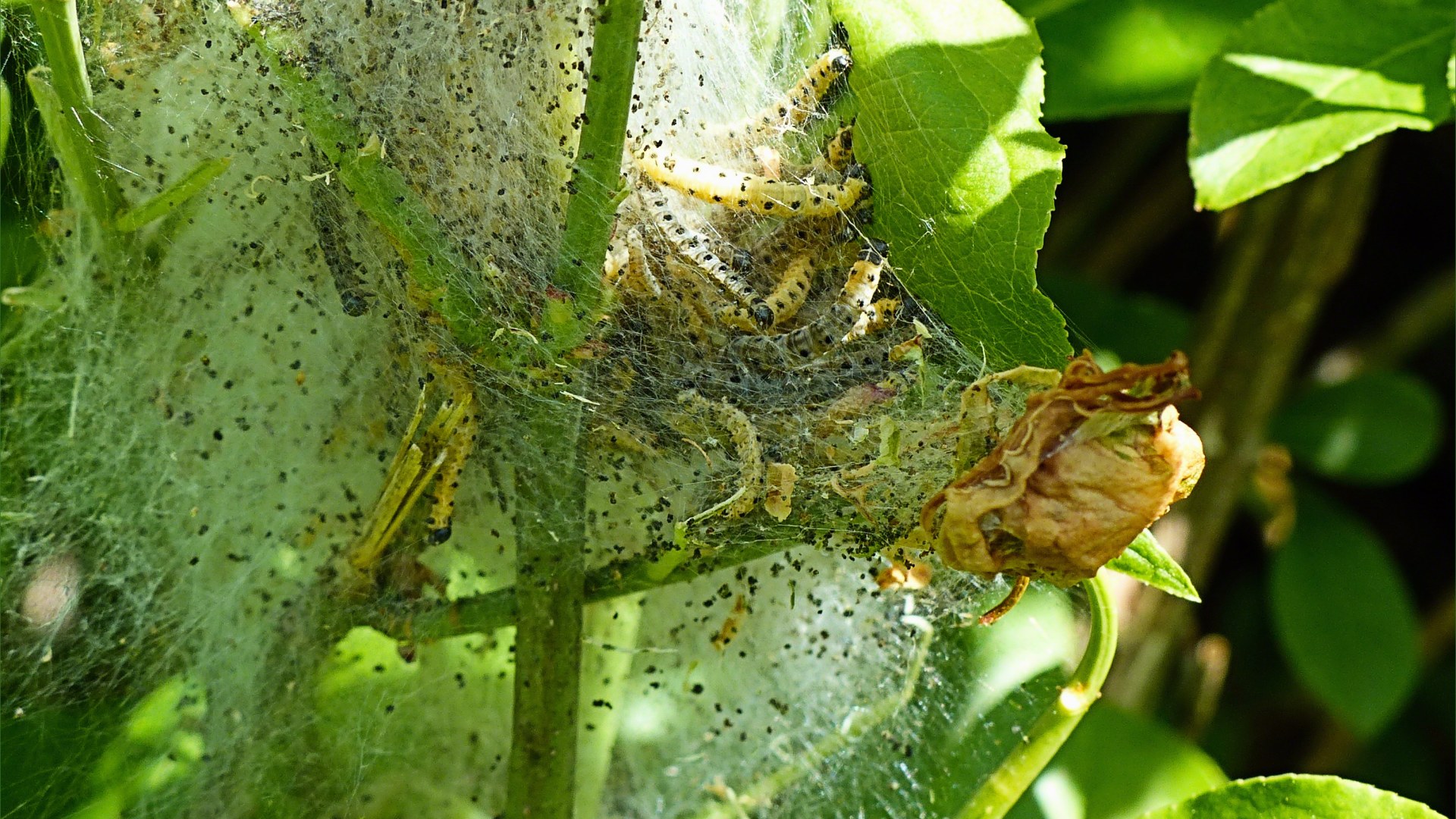 Cobwebs with ermine moth caterpillars