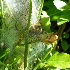 Cobwebs with ermine moth caterpillars