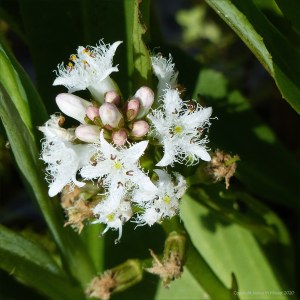 Bogbean flowers in Charlton Down Nature Area