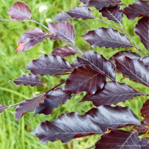 Copper beech leaves in Charlton Down Nature Area