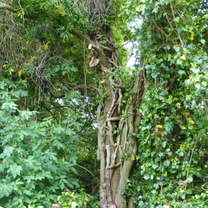 View from Charlton Down Nature Area