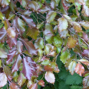 Copper beech leaves in Charlton Down Nature Area