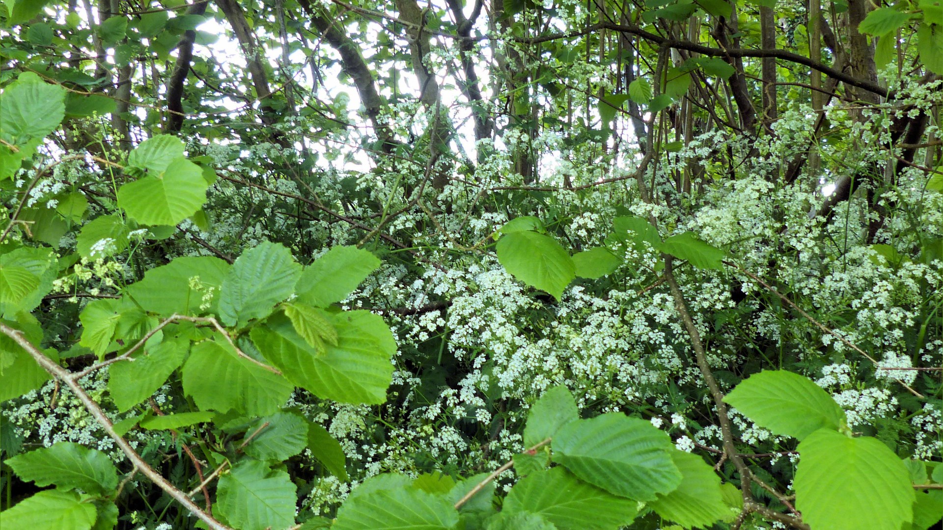 View from Charlton Down Nature Area