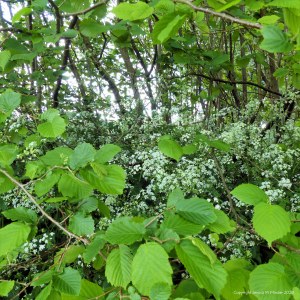 View from Charlton Down Nature Area