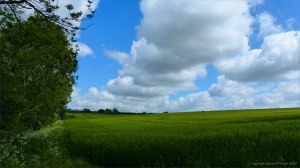 Barley field