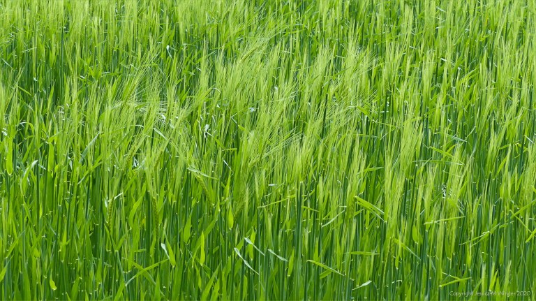 Barley field