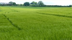 Barley field