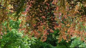 Sunlit leaves on trees in springtime
