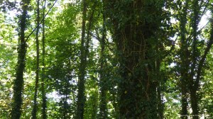 Sunlit leaves on trees in springtime
