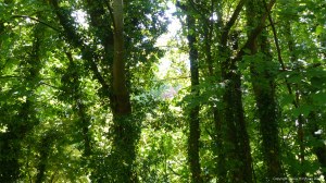 Sunlit leaves on trees in springtime