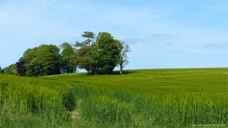 Barley field in Charlton Down