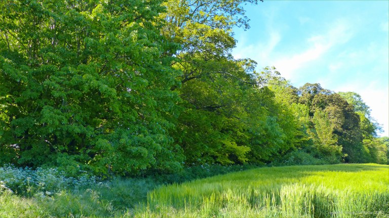 Barley field in Charlton Down