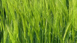 Barley field in Charlton Down