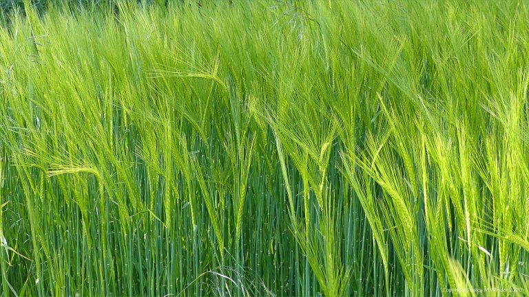 Barley field in Charlton Down