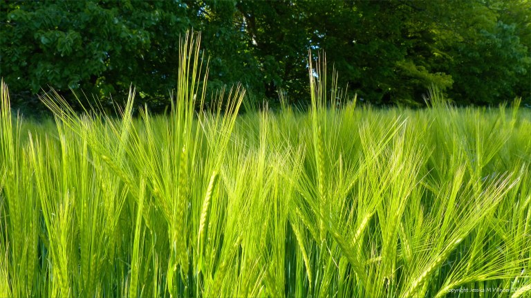 Barley field in Charlton Down