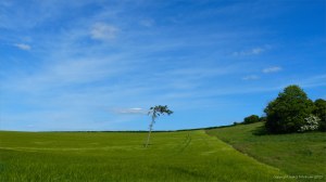 Barley field in Charlton Down